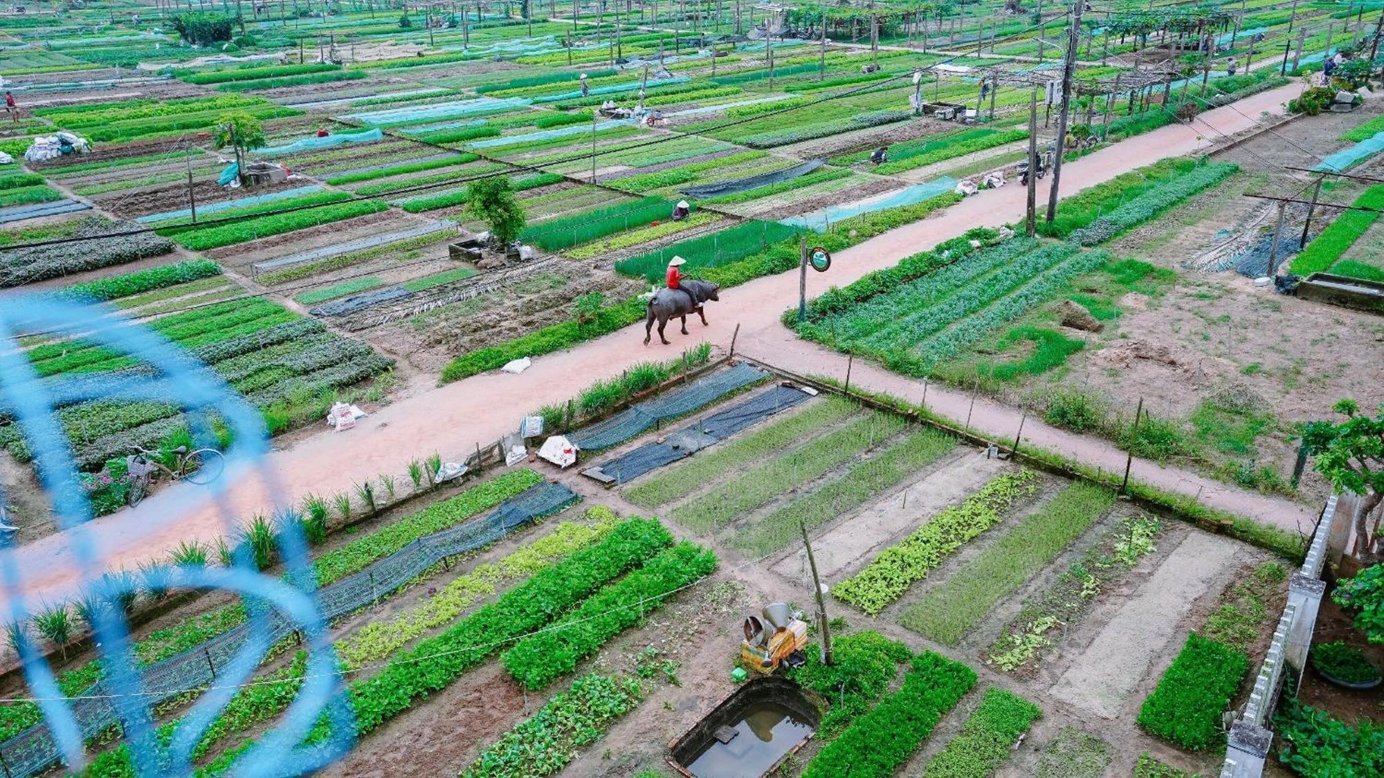 Tra Que Green Villa Hoi An Exteriér fotografie